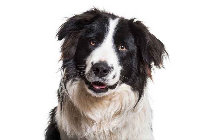 6 Healthiest Dog Breeds and Their Characteristics - FemTech Leaders